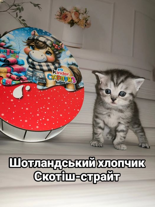 Шотландський хлопчик скотіш-страйт