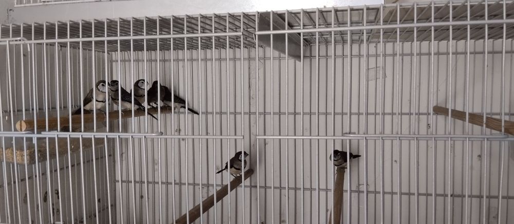 Diamante bichenov e bengalins