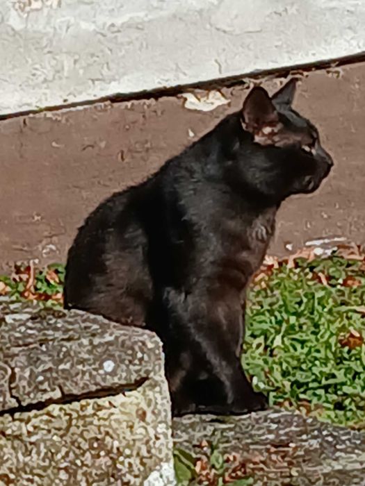 Czarny kotek szuka domku na całe życie!!!