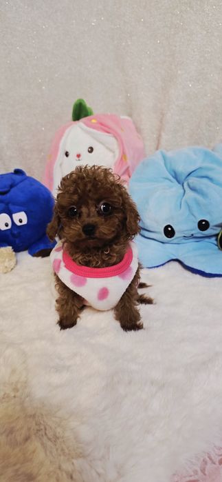 Pudel Toy xxs  samczyk 4 miesięczny po przebadanym Ojcu