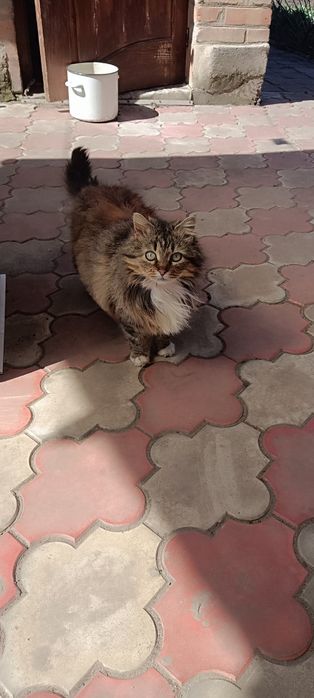 Віддам кицю в добрі руки