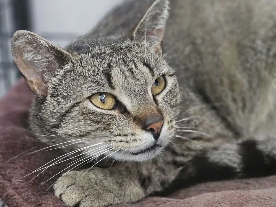 Simonek, burasek o wielkim sercu szuka kochającego domu