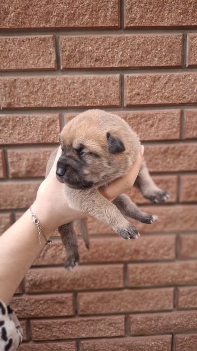 Щенки Испанский Алано.Канадский дог. Метис