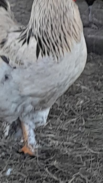 Продам півнів ( Брама )