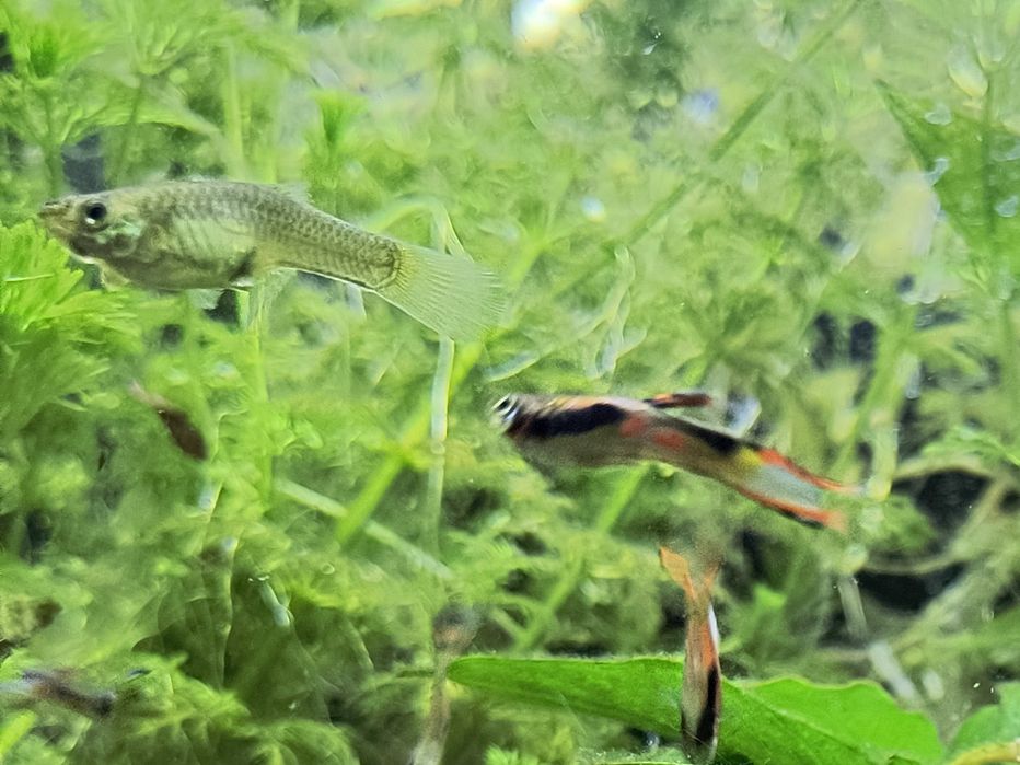 Gupiki endlera samce