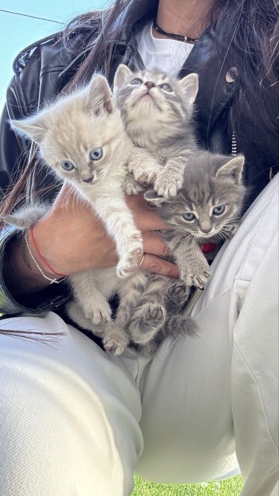 Котики кошенята продам