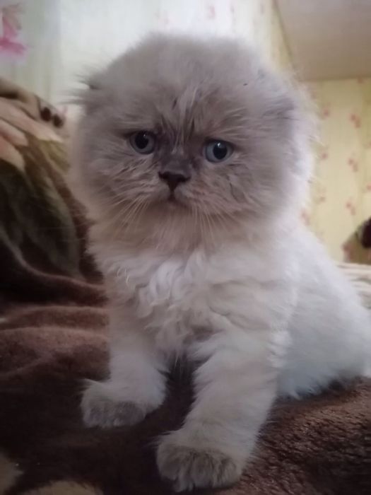 Вислоухий кот вязка