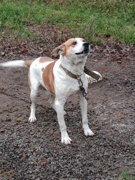 Віддам собаку в добрі руки