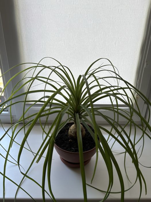 Ноліна Бокарнея (Слонова нога)