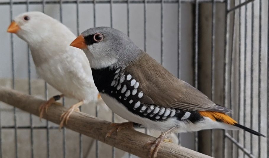 Mandarins gigantes e outros