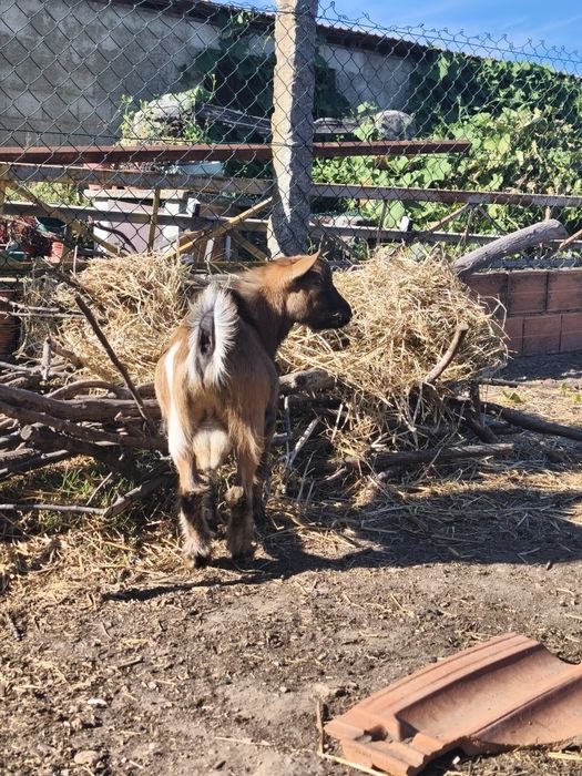 Cabras micro anãs