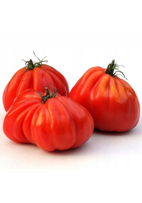 Sadzonka pomidora sakiewka bardzo stary pomidor po mojej babci