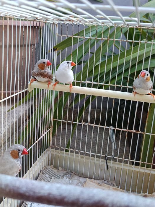 Casais de mandarins