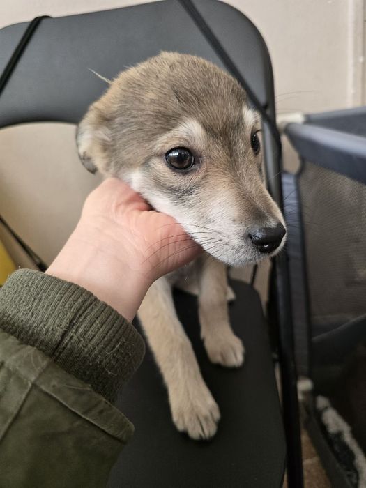 Чарівне цуценя дівчинка шукає родину