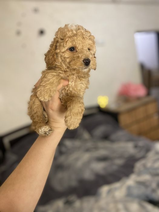 Эксклюзивный мини мальтипу F1