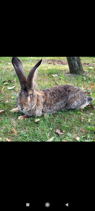 Кролі бельгійський велетень
