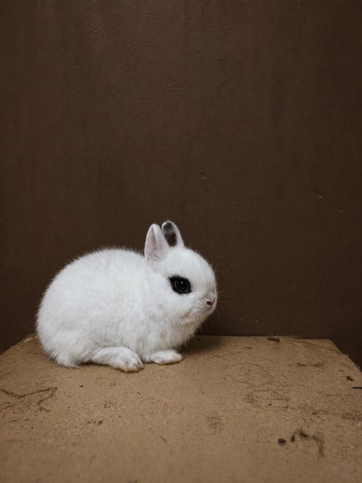 Coelho anão holandês (Netherland Dwarf)