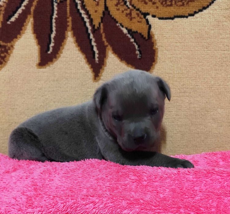 Кане Корсо голубого окраса с документами. Чистокровные, за пол цены.