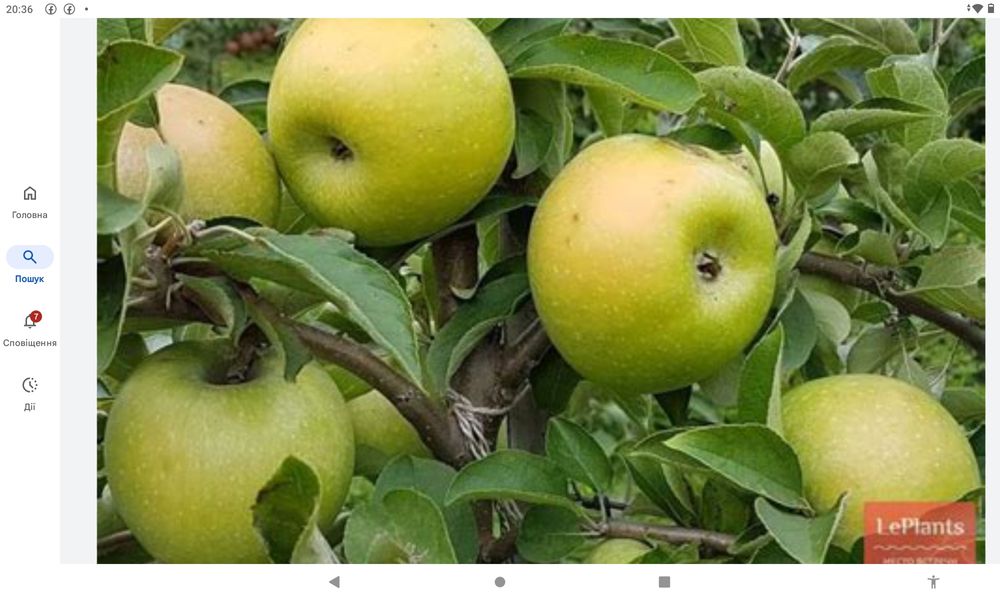 Продам сертифіковані якісні саджанці різних сортів яблуні