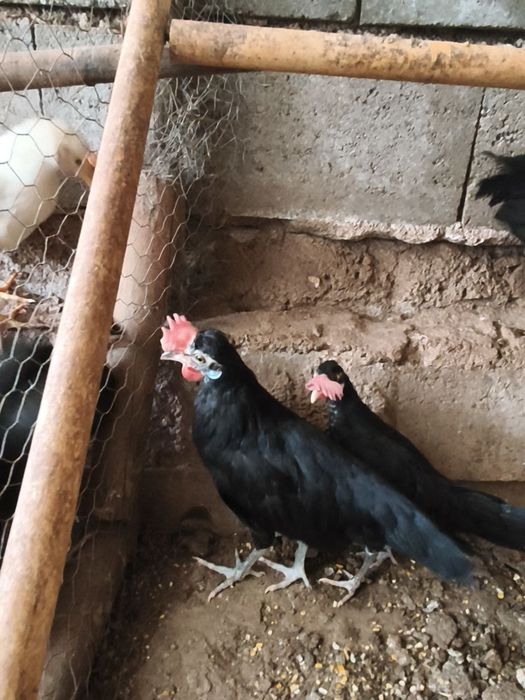 Frangos Caras de palhaço