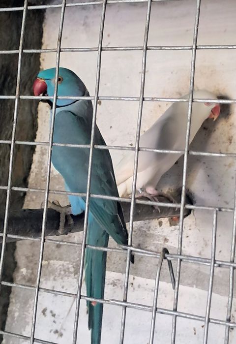 2 casais de ring necks