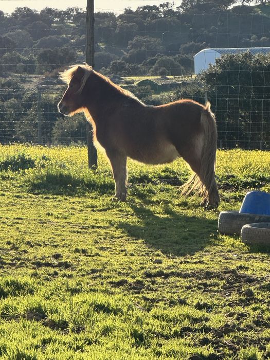 Ponei montado a dar aulas