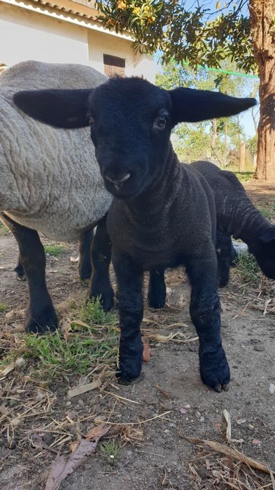 Ovelhas Suffolk disponiveis