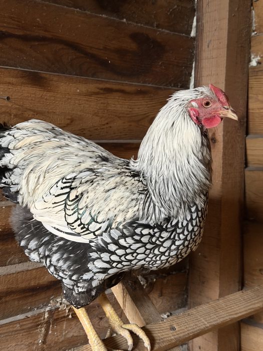 Kogut Wyandotte srebrnołuskowany