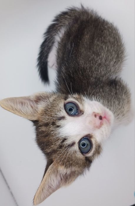 Gatos bebés para adopção responsável