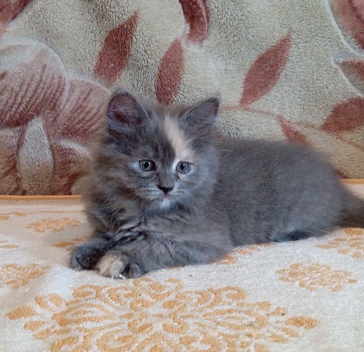 Пушистые красивые котята ищут новый дом