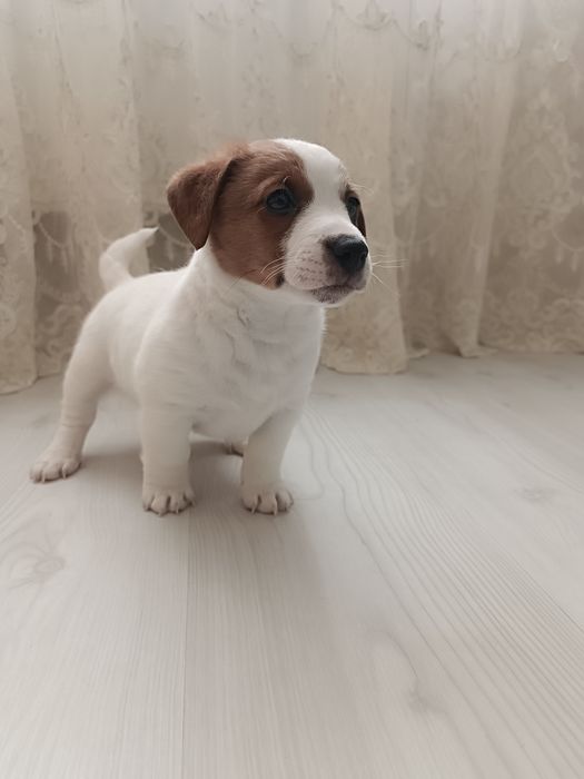 Восхитительный мальчишка джек-рассел-терьер