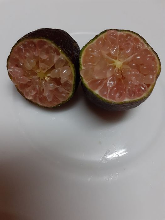 lima caviar congelado