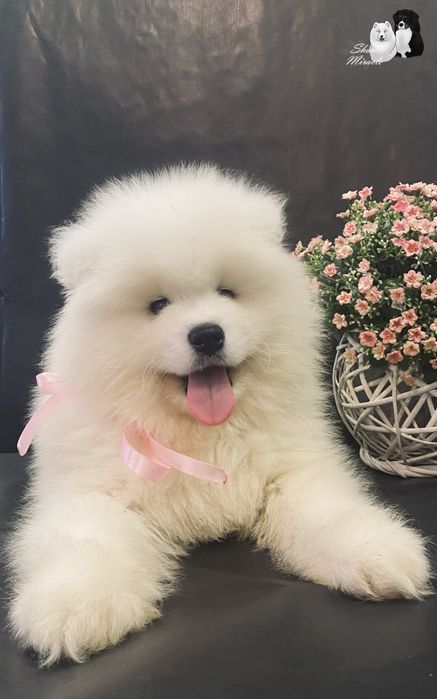 Samoyed / Самоїд