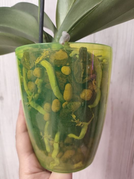 Продам орхидею попугай