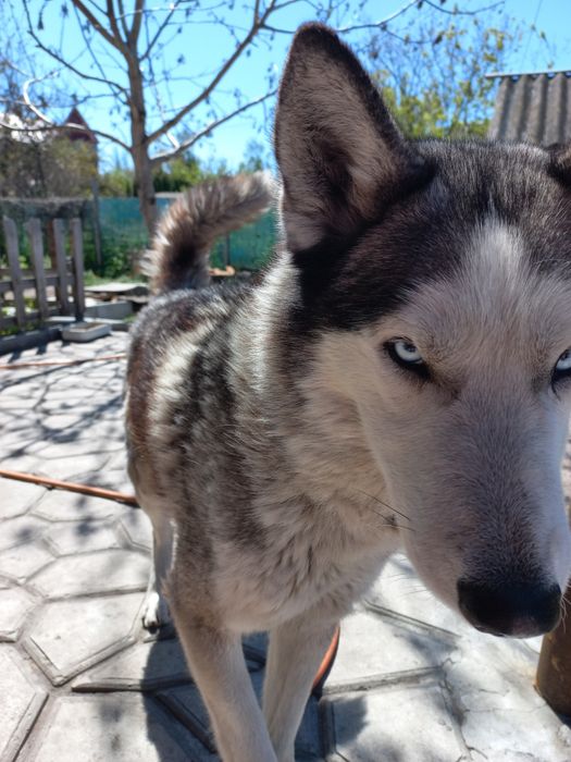 Хаски вязка. Чекаємо