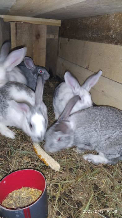 Кролики на м'ясо, тушонка