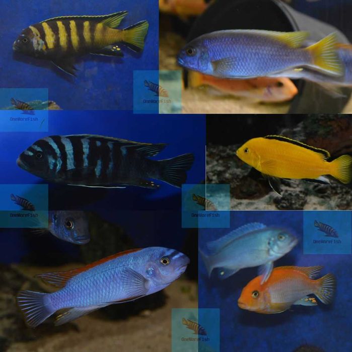 Pielęgnice z jeziora Malawi, pyszczaki