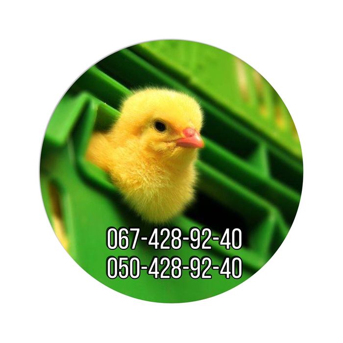 Бройлер добові курчата