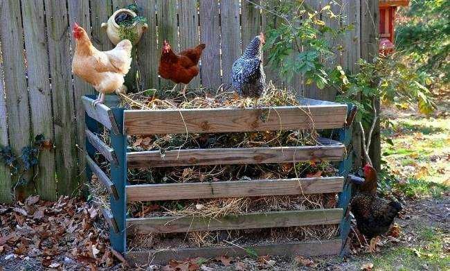 Добрива органічні, курник, курячий послід, курячий перегній