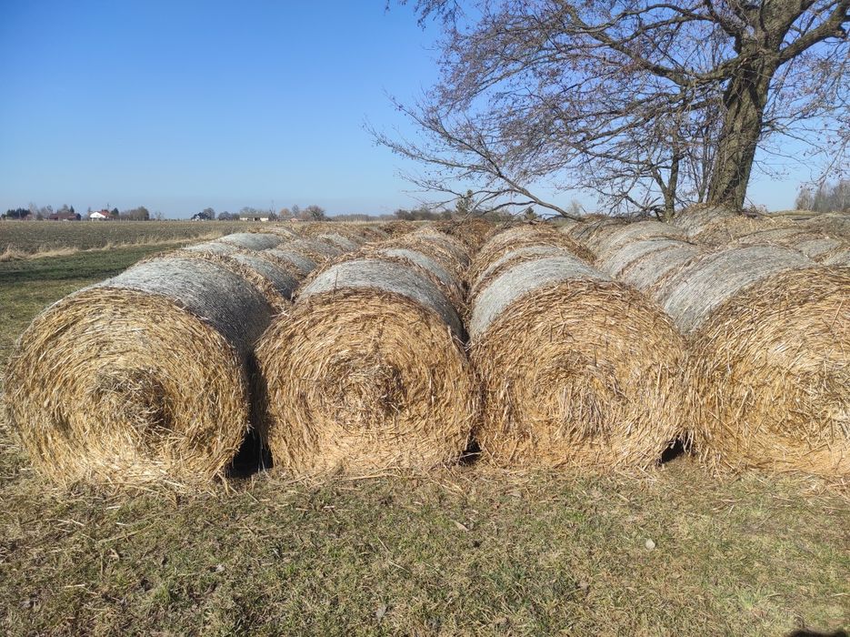 Słoma 150x120 siatka