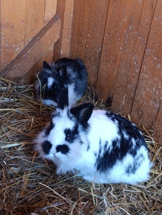 Młoda samiczka z mamą Króliki miniaturki Teddy długowłose zwierzęta