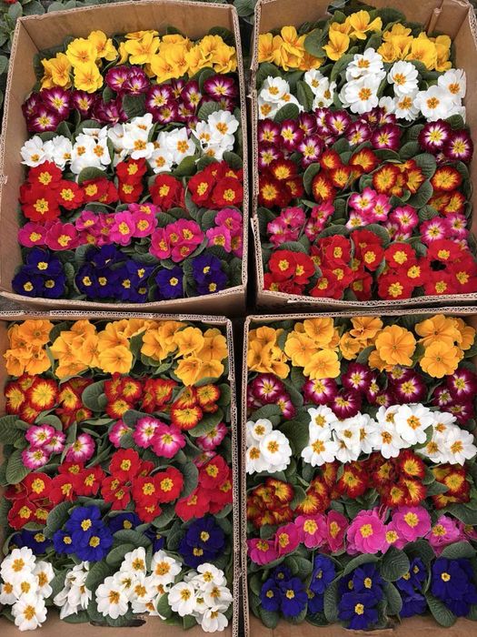 Примула махрова до 8 березня опт