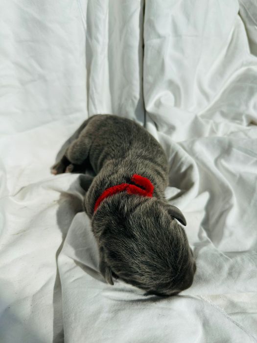 Niebieski Szczeniak Cane Corso szczeniaczek mocni rodzice, rodowód