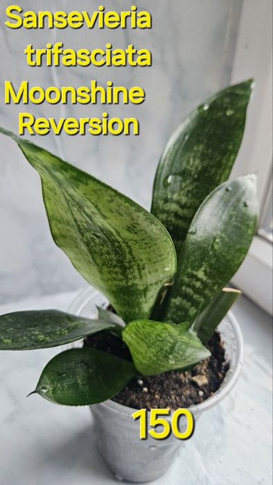 Sansevieria trifasciata Moonshine Reversion!