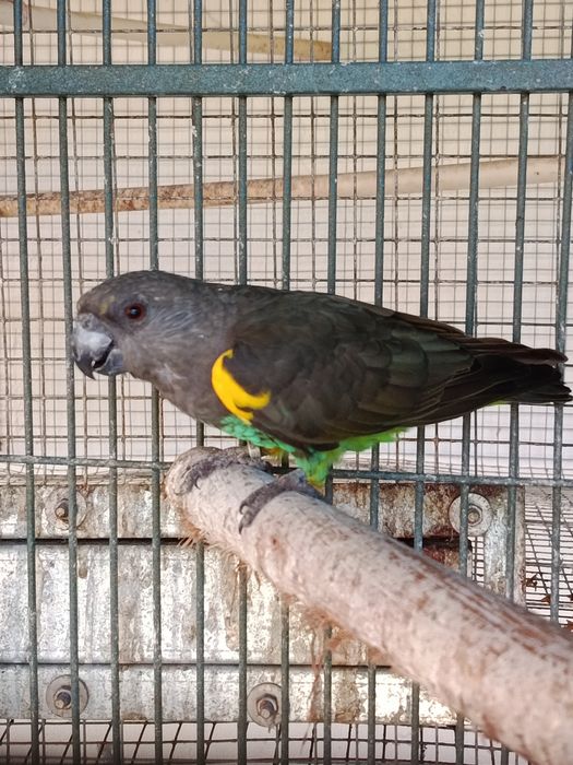 Papagaio Senegal, Meyeri, Rosela, Pyrrhuras