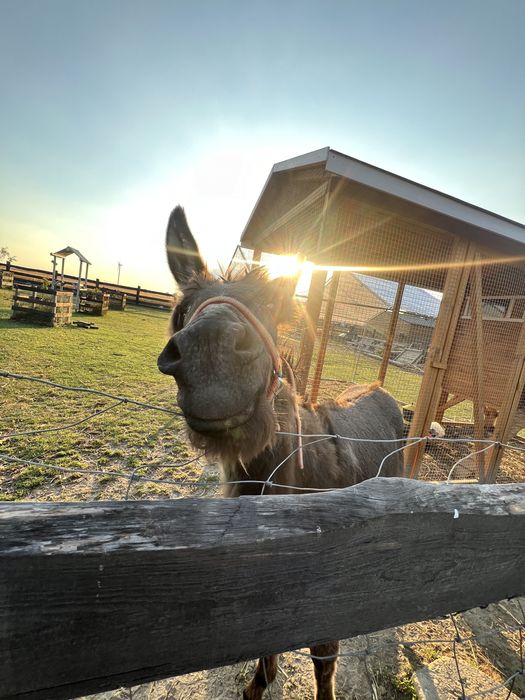 Agroturystyka , sauna , balia , domek na wyłączność  , basen
