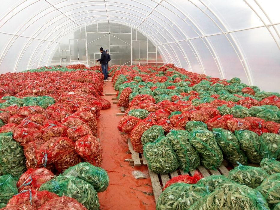 Теплиці фермерські від заводу теплиць Профіль-М із Вороновиці