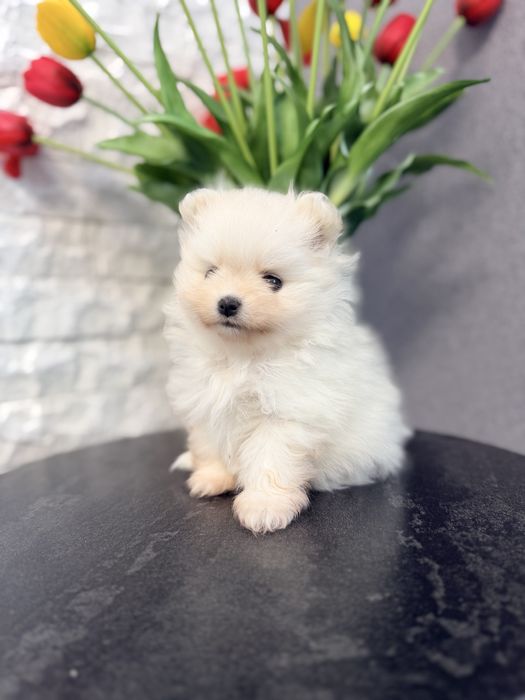 Померанський шпіц .