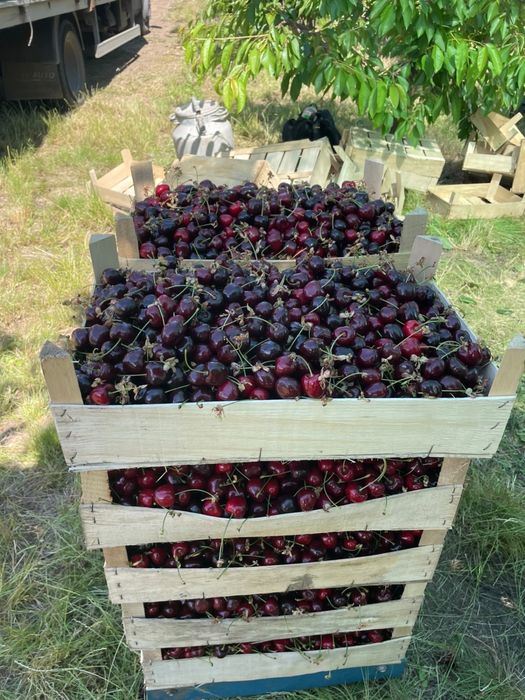 Черешня крупноплідна лише опт