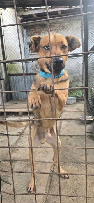 Niebieskooki Staś błaga o dom